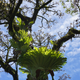 Staghorn fern growing in this tree.